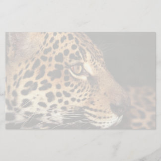 Papelaria Cara da chita