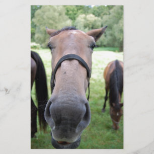 Papelaria Cara de cavalo
