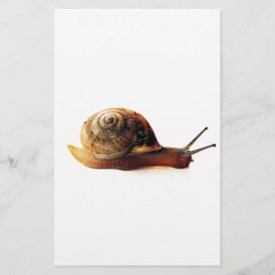 Papelaria caracol