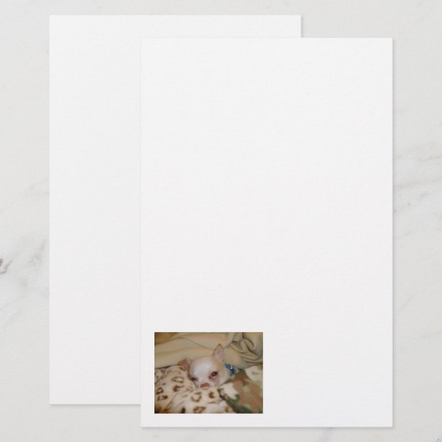 Papelaria Carta Comfy Chihuahua (Frente/Verso)