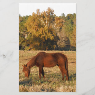 Papelaria Cavalo castanho no campo da árvore amarela