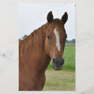 Papelaria Cavalo junto à árvore