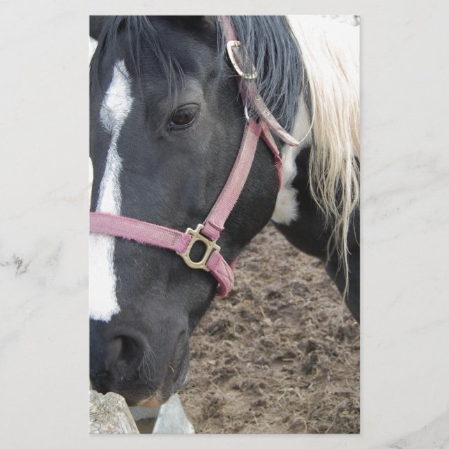 Papelaria Cavalo Pintado Paint (Frente)