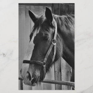 Papelaria Cavalo Preto Branco - Arte de Fotografia Animal
