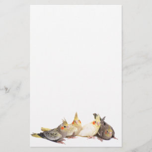 Papelaria Cockatiels