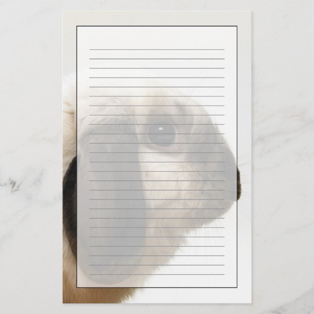 Papelaria Coelho que olha o coelho (Frente)