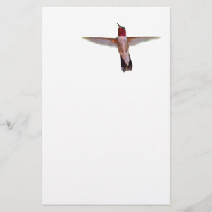 Papelaria colibri em vôo