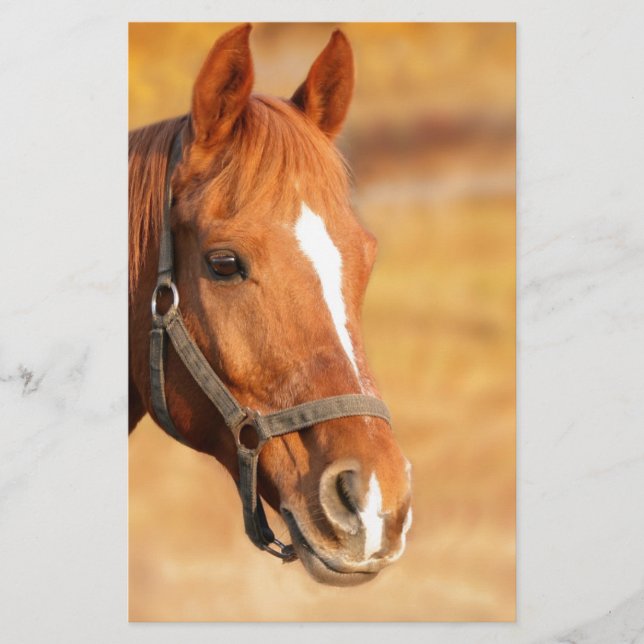 PAPELARIA CORTE HORSE (Frente)