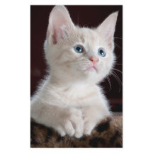 Cristóvão Branco Vulnerável