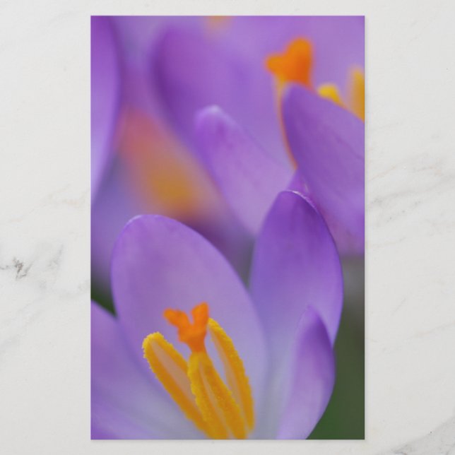 Papelaria Crocus belos florins (Frente)