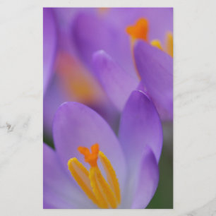 Papelaria Crocus fine gentle blossoms