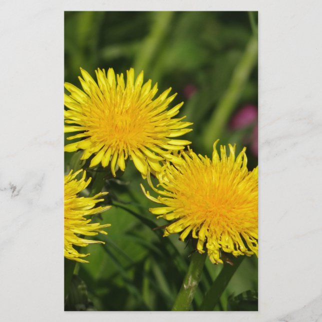 Papelaria Dandelions (Frente)