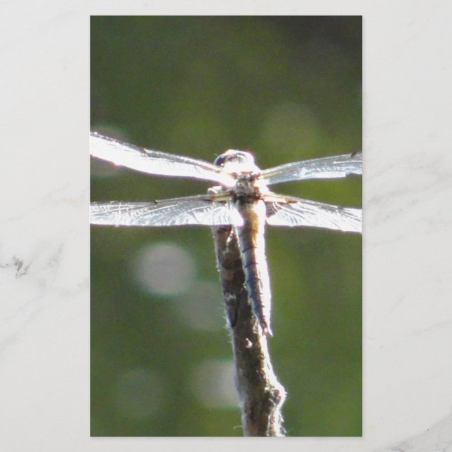 Papelaria Dragonfly de cinza clara (Frente)