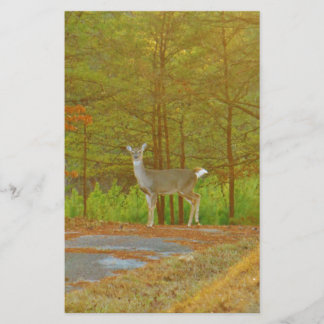 PAPELARIA DSCF4041.JPG