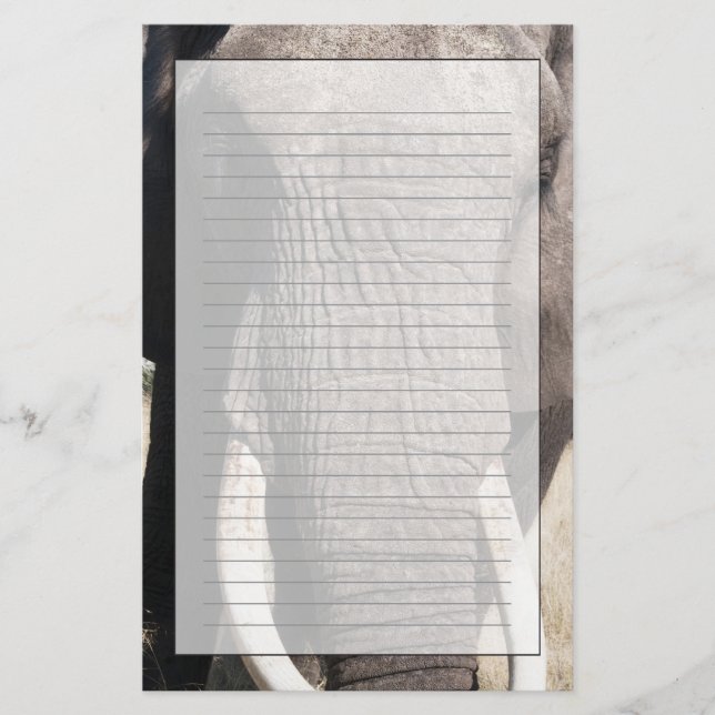 Papelaria Elefante (Loxodonta africana), Abu Camp 3 (Frente)