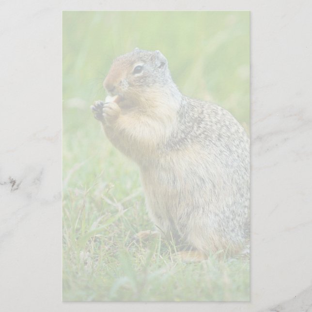 Papelaria Esquilo (Frente)