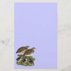 Papelaria Família Coturnix Quail