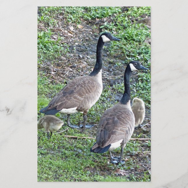 Papelaria Família Geese Canadense (Frente)