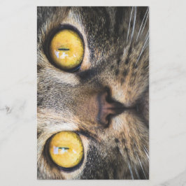 Papelaria Fechamento de Gato com Olhos Amarelos