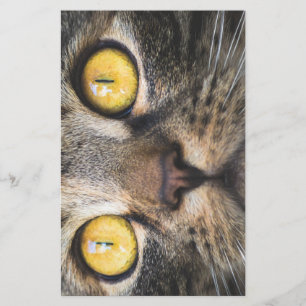 Papelaria Fechamento de Gato com Olhos Amarelos
