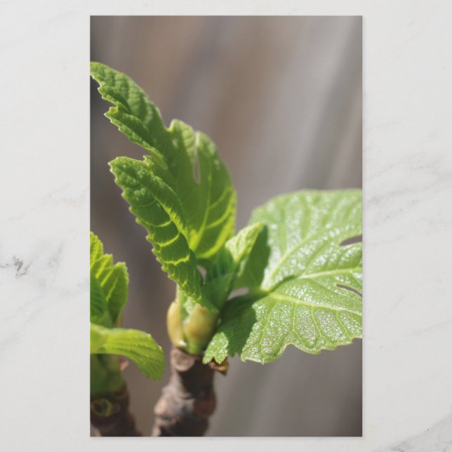 Papelaria Fig Leaf (Frente)
