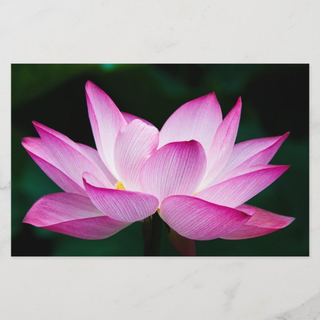 Papelaria Flor de Lotus Rosa (Frente)