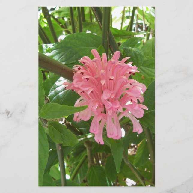 Papelaria Flor de pluma brasileira (Frente)