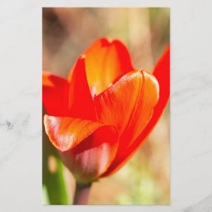 Papelaria Flor de Tulipas Vermelhas