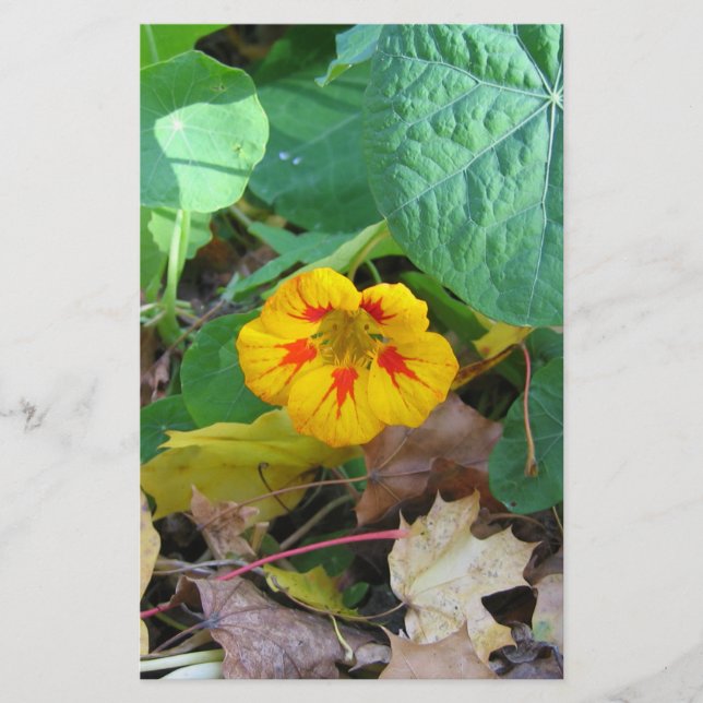 Papelaria Flor nas Folhas (Frente)