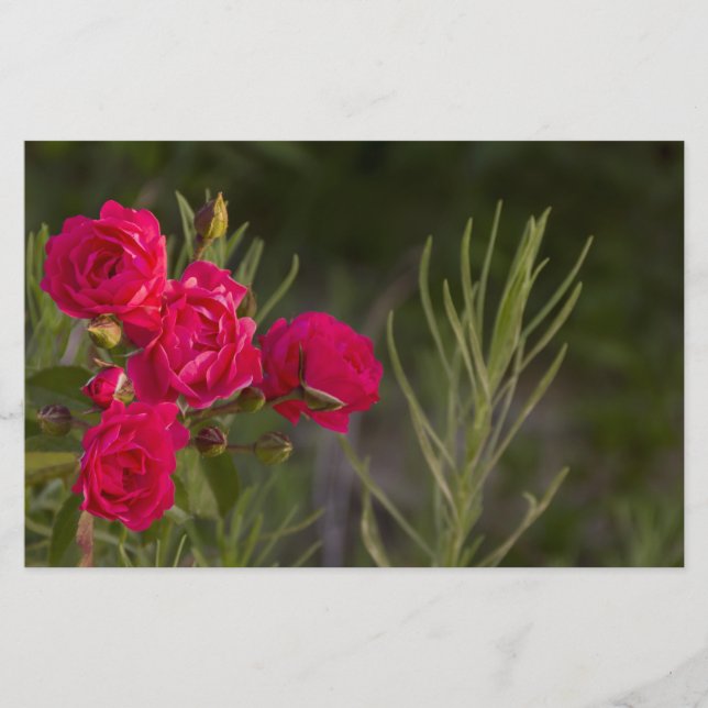 Papelaria Flor rosa (Frente)