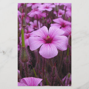 Papelaria Floral bonito