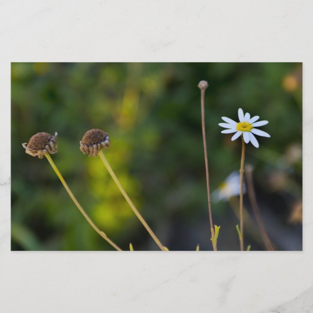 Papelaria Flores (Frente)