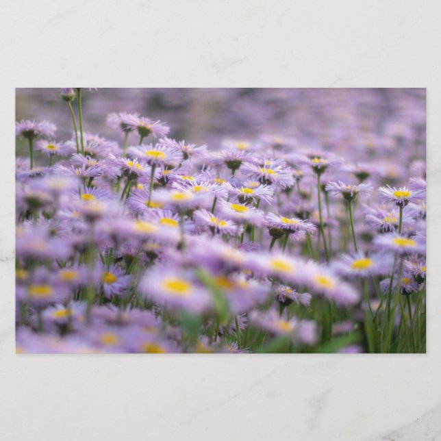 Papelaria Flores de Aster Roxo (Frente)