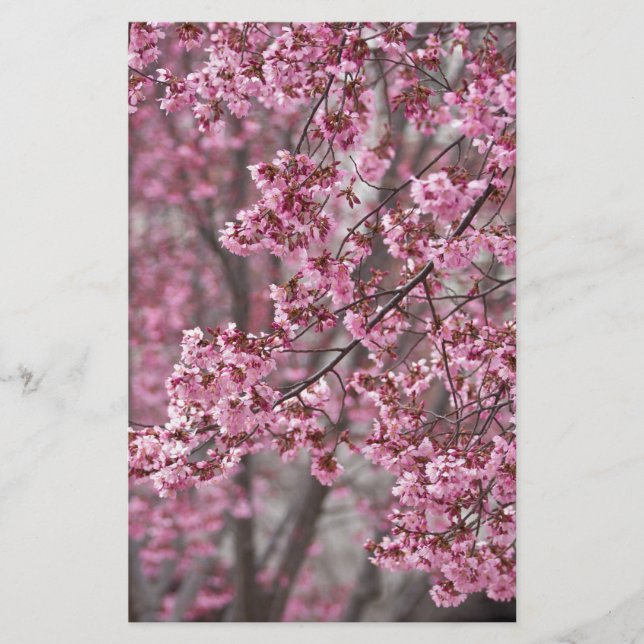 Papelaria Flores de Cerejeira Sakura Cor-de-Rosa Fluindo (Frente)