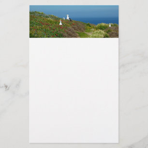 Papelaria Flores e gaivotas na Ilha Anacapa