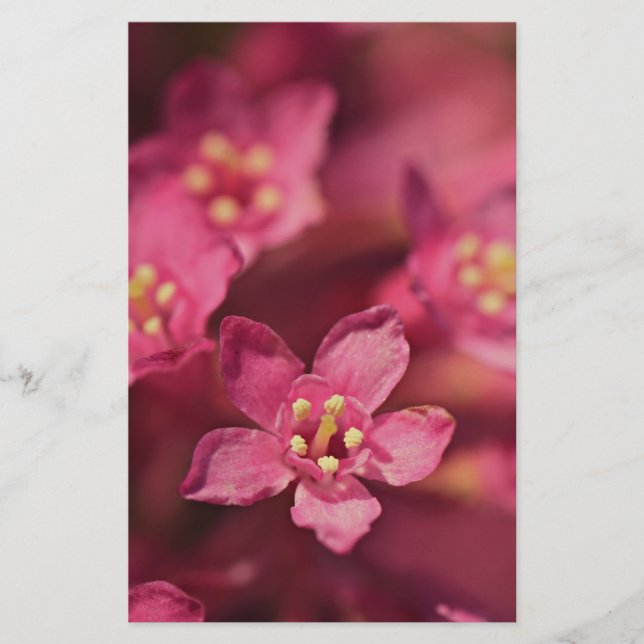 Papelaria Flores Rosa Bonitas (Frente)