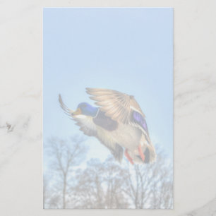 Papelaria Flying Mallard Duck Drake Wildlife Foto