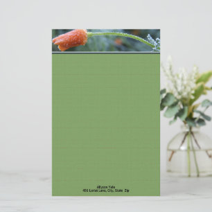 Papelaria Fosco Orange California Poppy Personalizado 