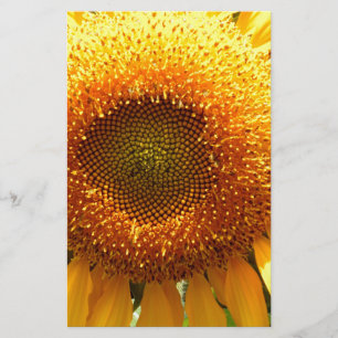 Papelaria Foto de girassol gigante amarelo mamute