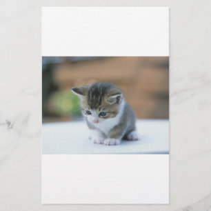 Papelaria Gatinho bonito