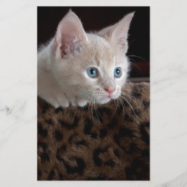 Papelaria Gatinho Creme com Olhos Azuis Lindos