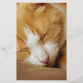 Papelaria Gatinho Dormindo