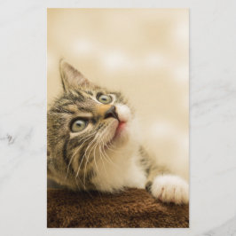 Papelaria Gatinho Fofo com uma Pata Estimulada