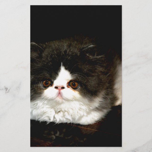 Papelaria Gatinho Preto e Branco (Frente)