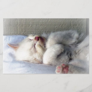 Papelaria Gatinho Sonolento