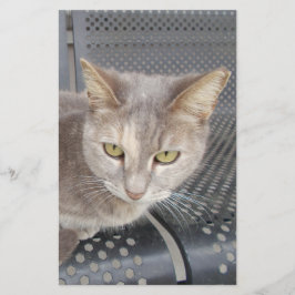 Papelaria Gato