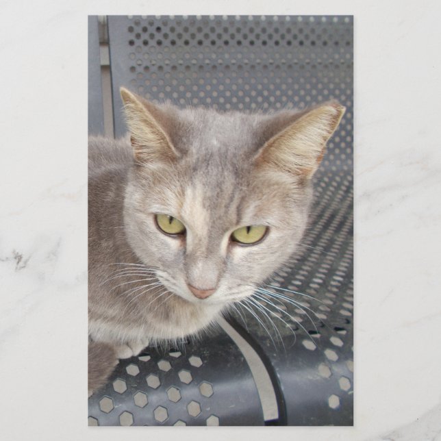 Papelaria Gato (Frente)