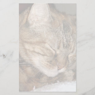Papelaria Gato