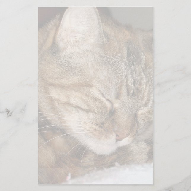 Papelaria Gato (Frente)