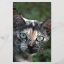 Papelaria Gato Cinza Marrom Branco com Olhos Verdes